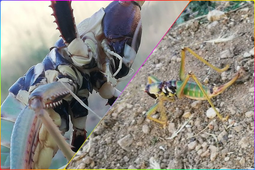 Batmanda et yiyen çekirge görüldü