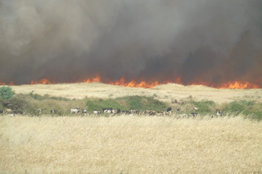 Gaziantepte buğday tarlaları yandı