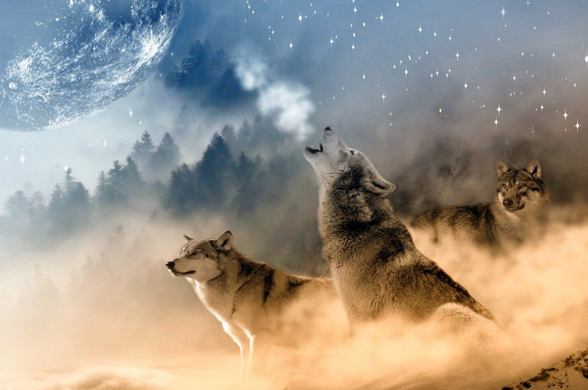 Türk Mitolojisinde Kurt Motifi