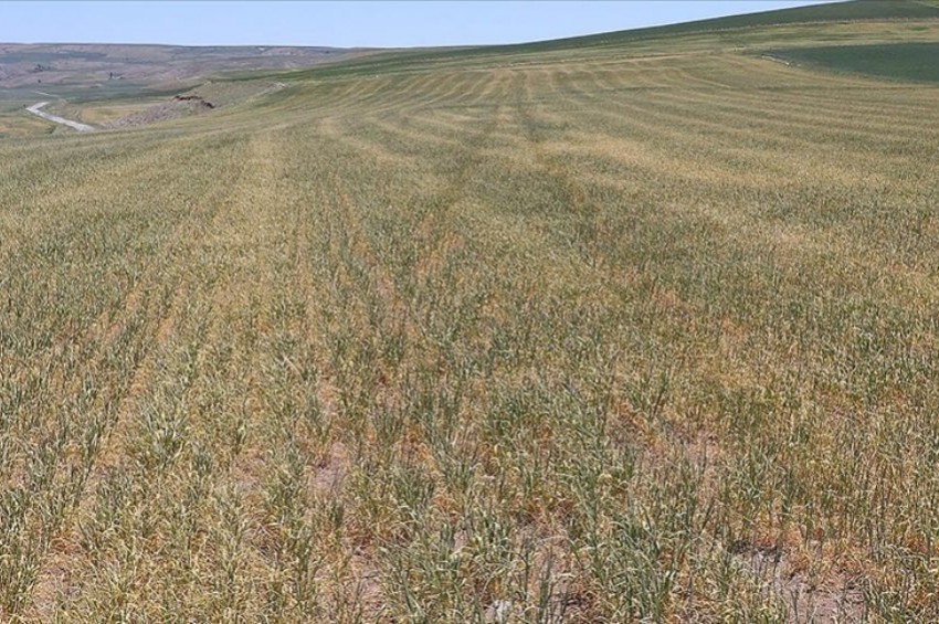 Bu yıl Kuraklıktan en fazla zarar gören ürünler