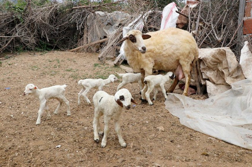 7 kuzu doğuran koyun şaşırttı