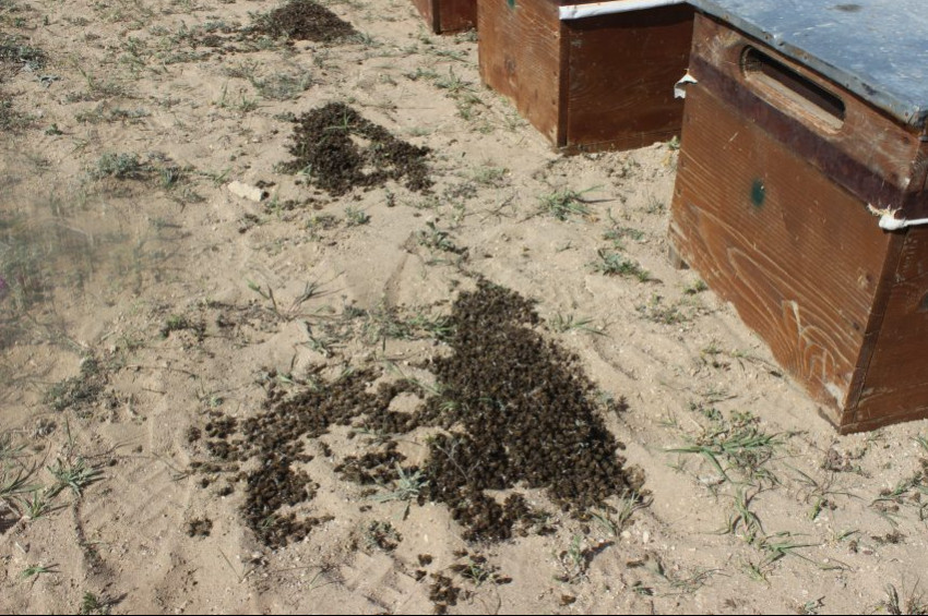 Binlerce bal arısı tarım ilacından öldü