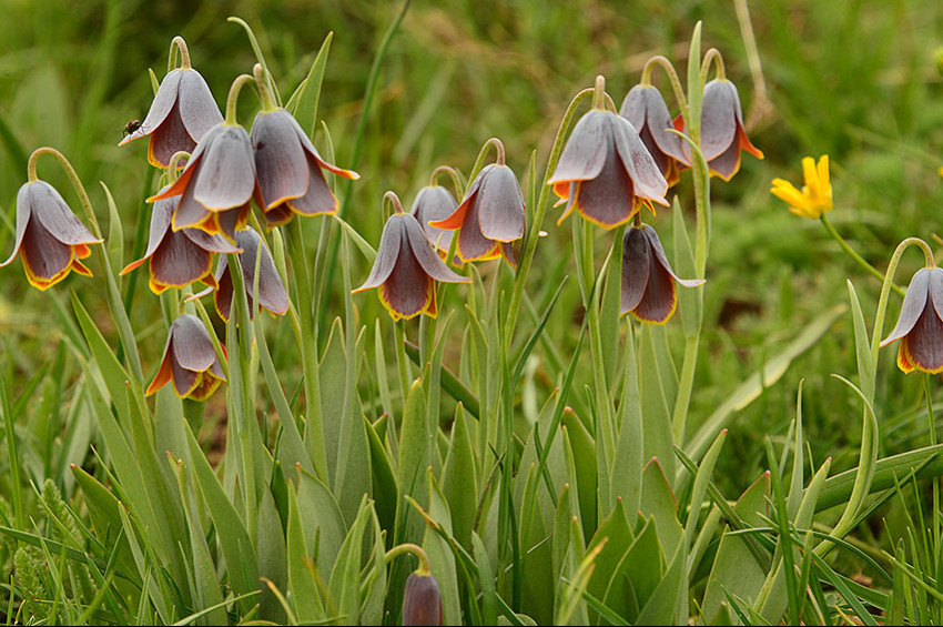 Murat Dağının ters laleleri