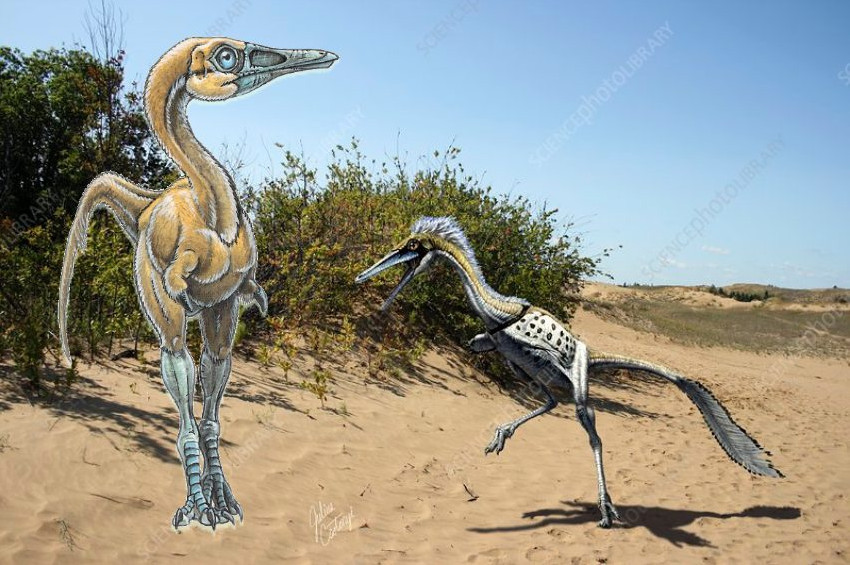 Gelmiş geçmiş en keskin gözlü hayvan: Shuvuuia