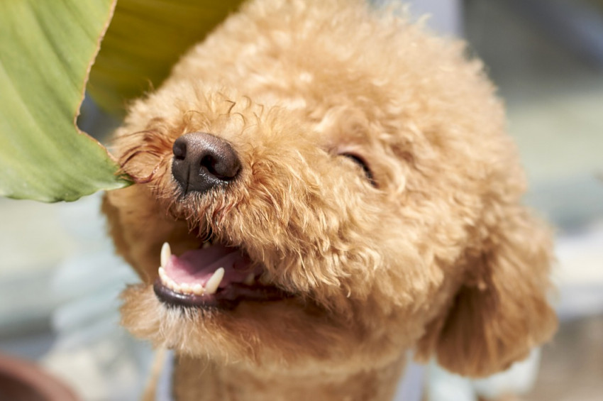 Hayvanlar alemi de gülüyor