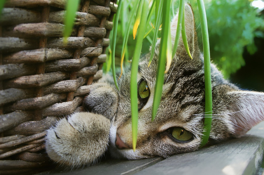 Kedilerden uzak tutulması gereken bitkiler