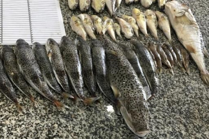 Devlet balon balıklarını satın alıp, dericilere verecek