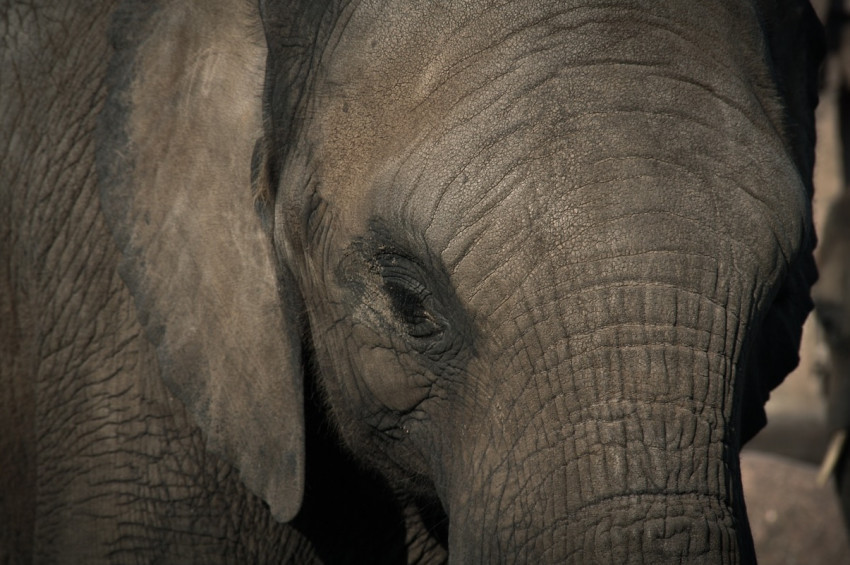 Hindistanda aslanlardan sonra fillerde de koronavirüs görüldü