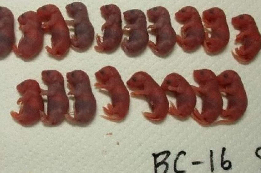 Uzayda doğan ilk fareler