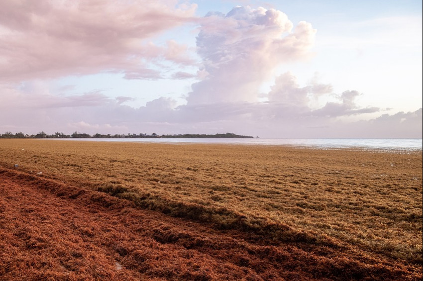 Ege Denizinde kahrevengi alg alarmı
