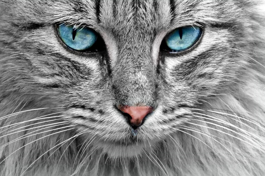 Kedi yiyen Japon Türkiyeden sınır dışı edilecek