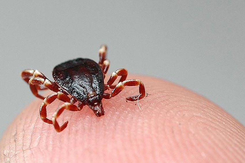 Kırım Kongo Kanamalı ateşi hastalığına dair kötü haber