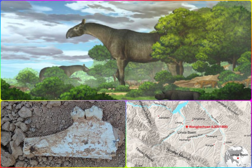 Gergedana benzeyen dev memeli türü keşfedildi