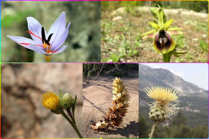 Antalyanın gözbebeği 5 bitki türü özel korumaya alındı