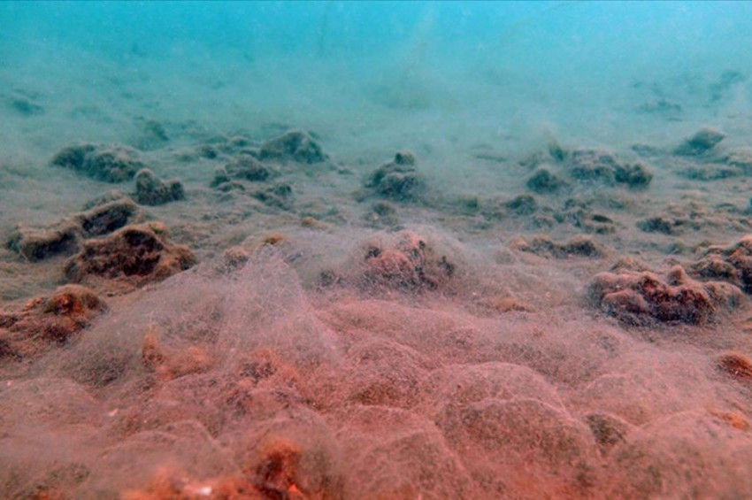 Deniz Salyası Marmara Denizi içindeki yaşamı tehdit ediyor