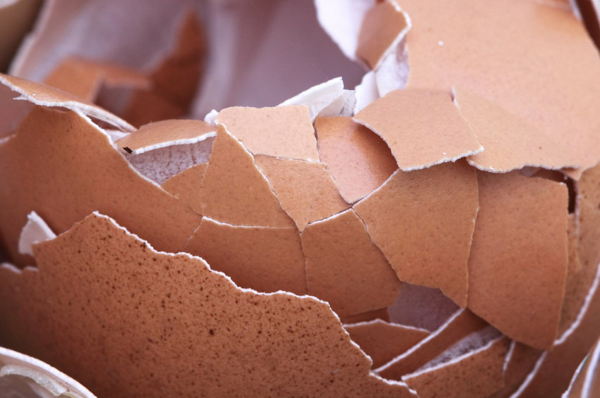 Yumurta Kabuğunun yararları ve zararları