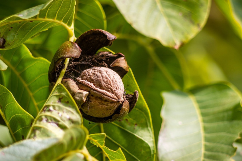 Cevizin ve ceviz yaprağının sağlığa yararları