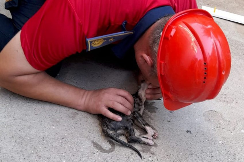 Yavru kediyi suni teneffüsle kurtarıldı