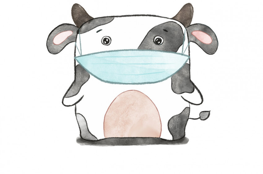 İneklere maske takılması planlanıyor