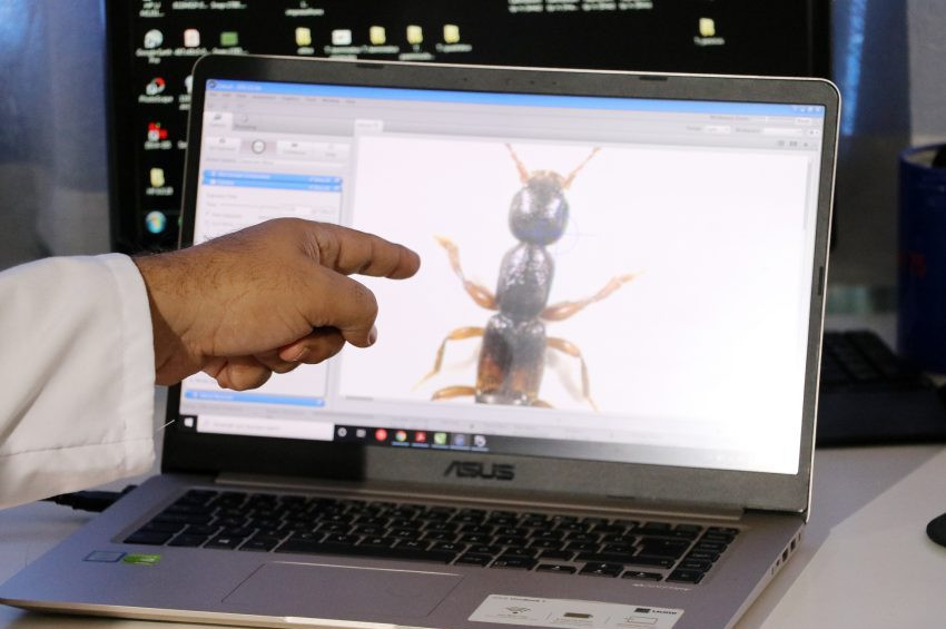 Kangalda keşfedilen böceğe Aziz Sancarın adı verildi