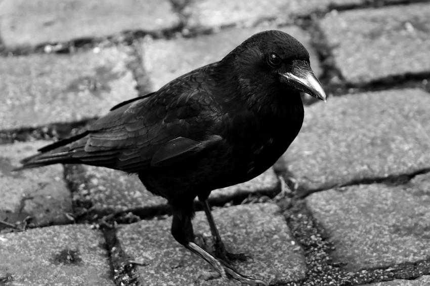 İstanbulda Batı Nil Virüsü endişesi yaşanıyor