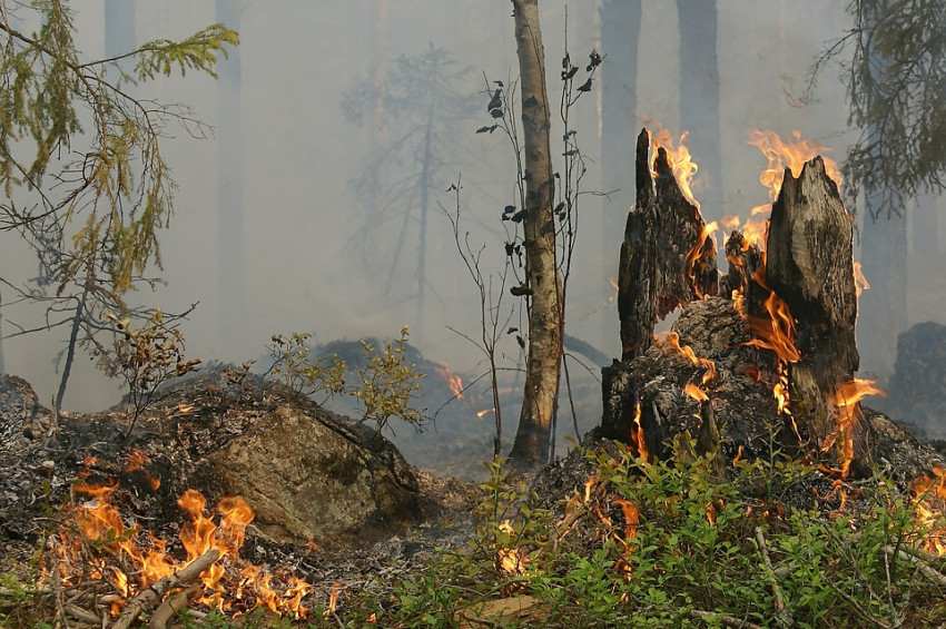Türkiyede bir yılda 3 bini aşkın orman yangını çıktı