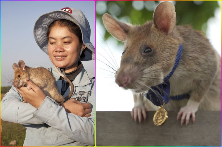 Kamboçyanın kahraman sıçanı Magawa emekli oluyor