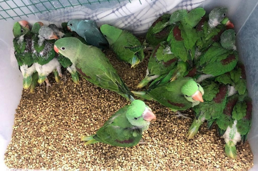 Beykozdaki 3 evde 38 İskender papağanı yakalandı