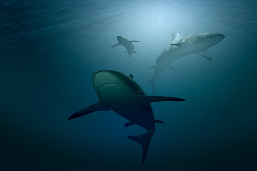 19 milyon yıl önce köpekbalıkları da dinozorlar gibi yok olabilirmiş!