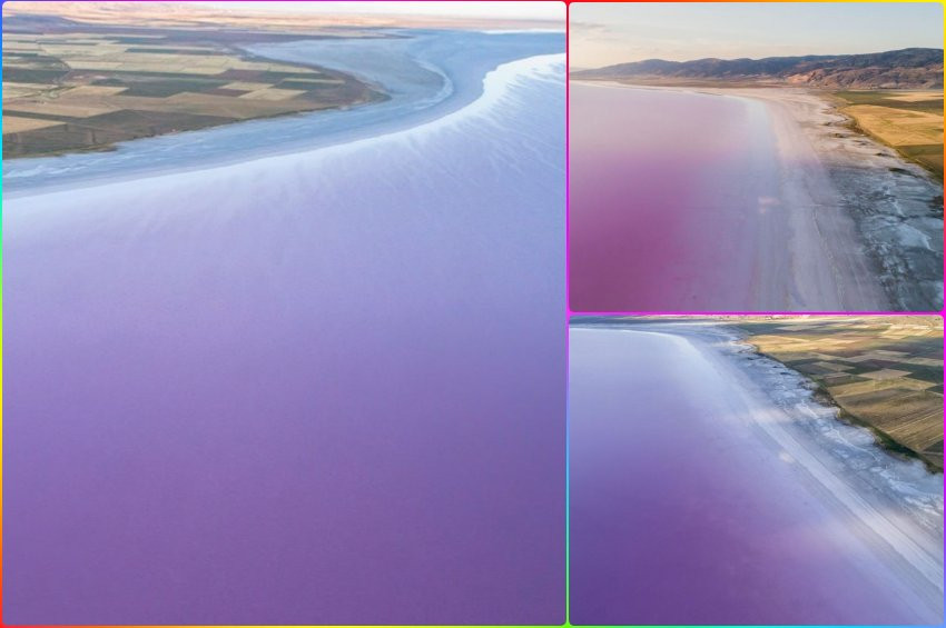 Tuz Gölü bu yıl erken pembeleşti