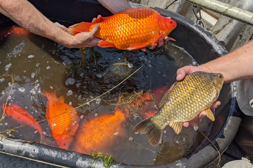 Amerikada Japon balıklarınızı göllere bırakmayın çağrısı