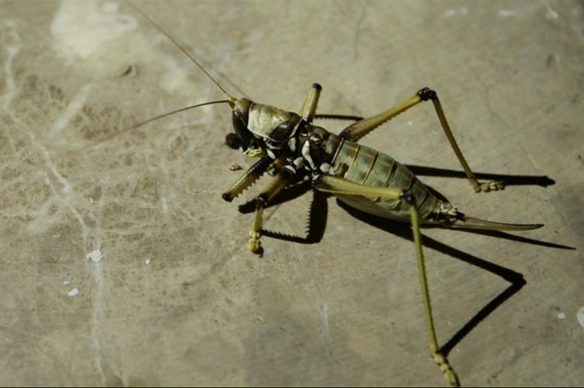 25 santimetrelik dev çekirgeleri öldürmeyin uyarısı