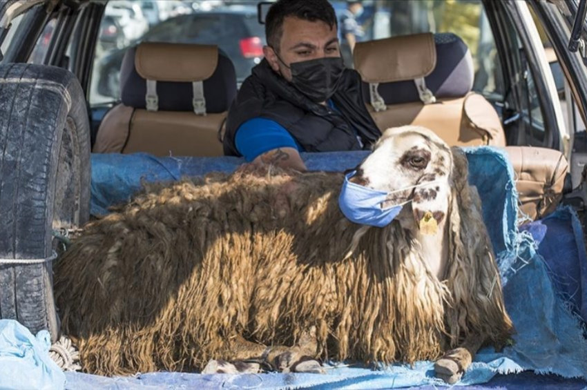 Kurbanlık koyununa maske taktı