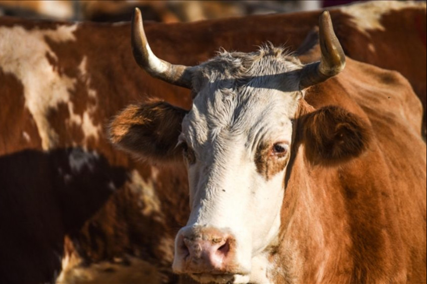 Kurbanlık hayvanlardan bulaşabilecek hastalıklara dikkat