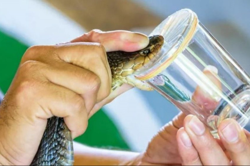 Yılan zehrinden insan derisi yapıştıran madde üretildi