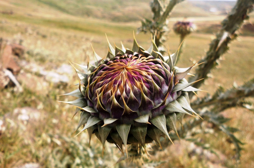 Türkiyenin hava sıcaklığı rekoru Cizrede kırıldı