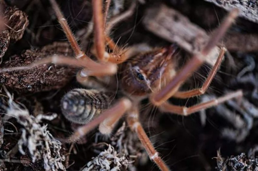 Hakkaride yeni bir böcek türü keşfedildi: Galeodes hakkariensis