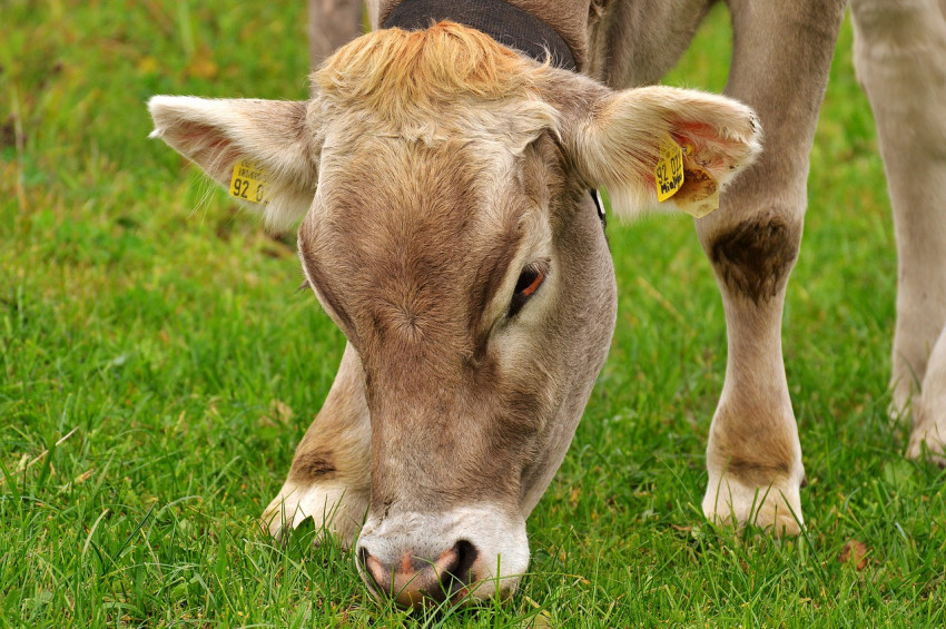 Sığırların midesinde plastik yiyen bakteri bulundu