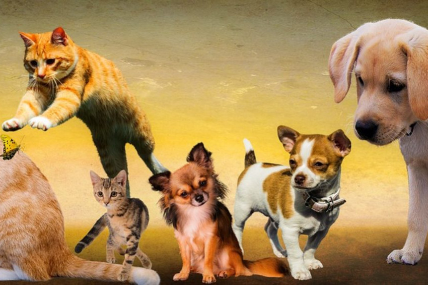 Pandemi sürecinin evcil hayvanlara etkisi araştırıldı