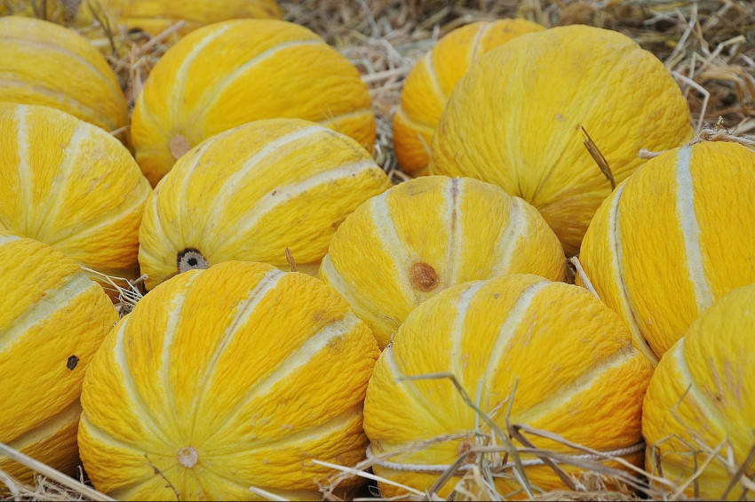 Kavun seçerken nelere dikkat edilmeli?