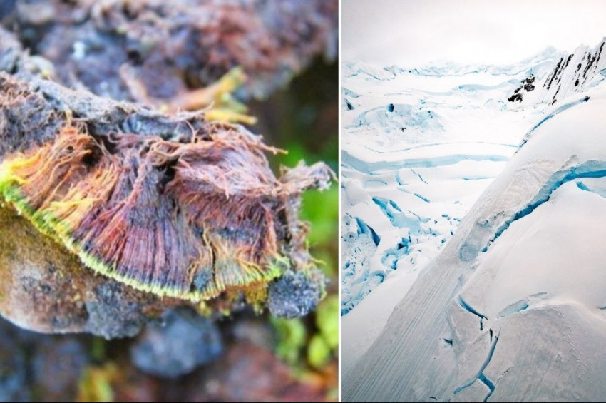 Antarktikada yaşamayı başaran bitki türü keşfedildi