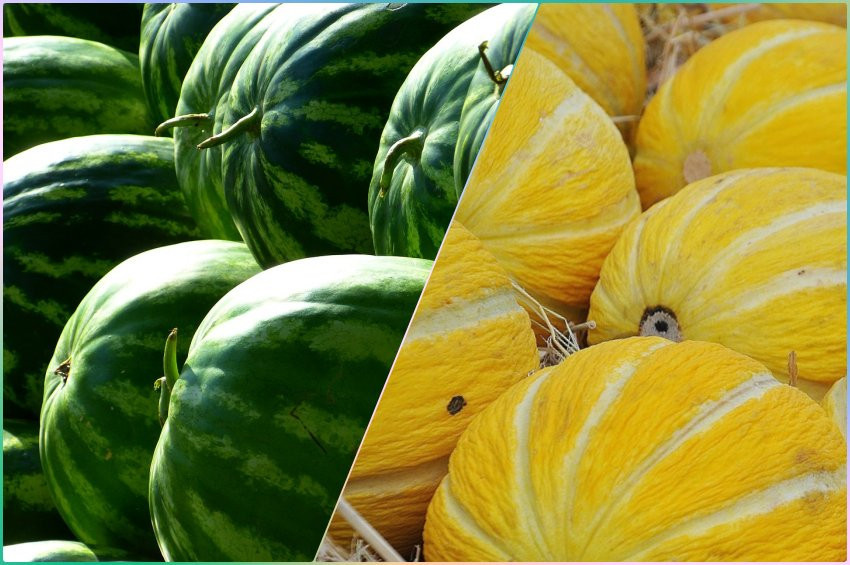 Yazın ödem atmak için ideal meyveler:  Kavun ve Karpuz