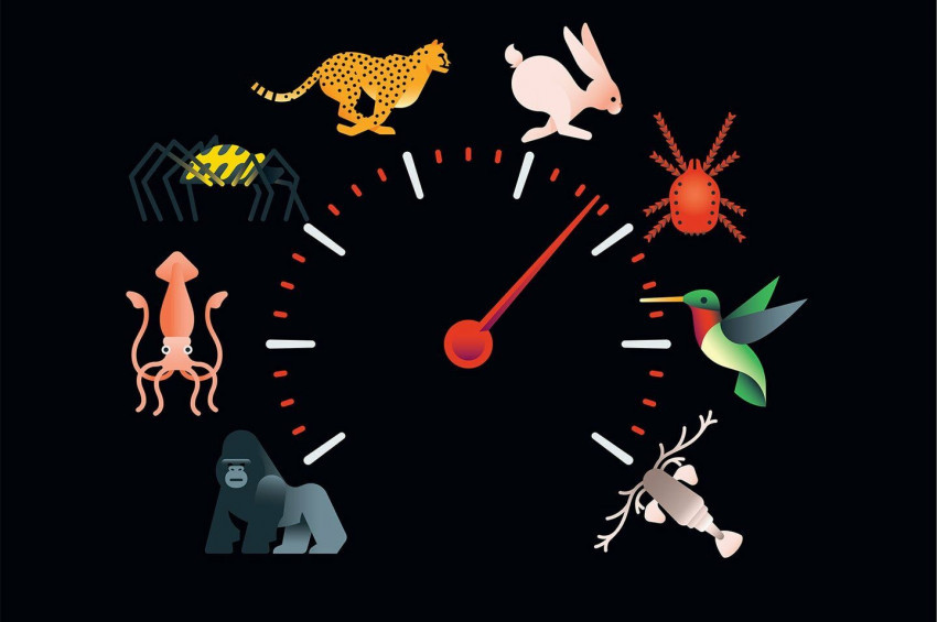 Dünya üzerindeki en hızlı hayvan gerçekten Çita mı?