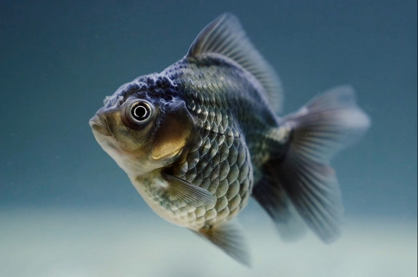 Balık yüzgecinin tasarım sırları araştırılıyor