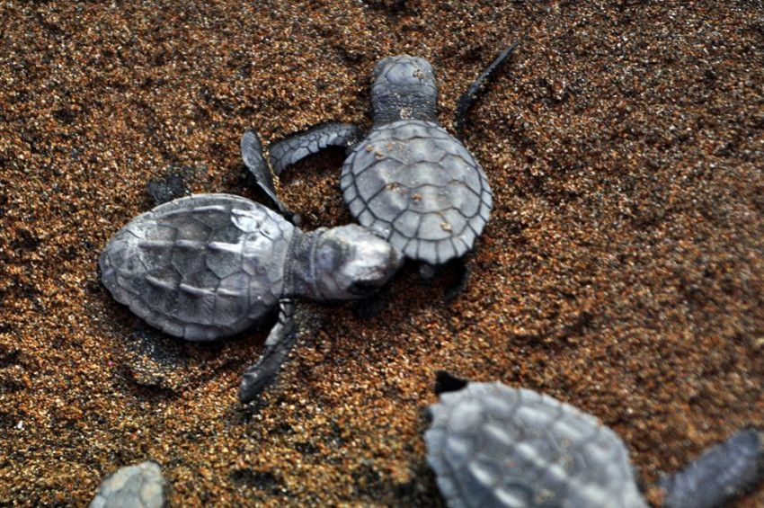 Suyla buluşan yavru Caretta caretta sayısı artıyor