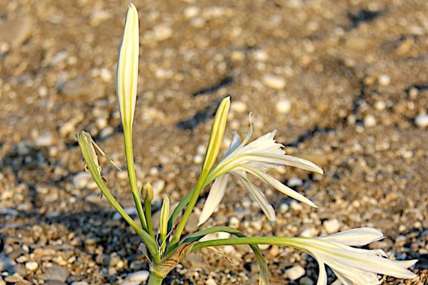 Badembükü plajındaki kum zambaklarına özel koruma