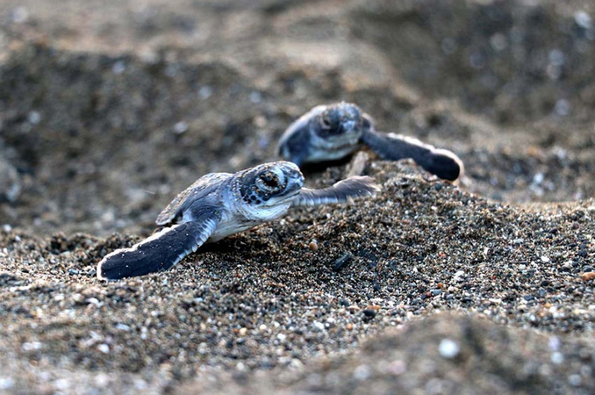 Hatayda doğan deniz kaplumbağaları Akdenizin maviliğiyle buluştu