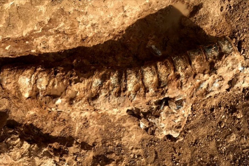 Dünyanın en eski hayvan fosili Kanadada bulundu