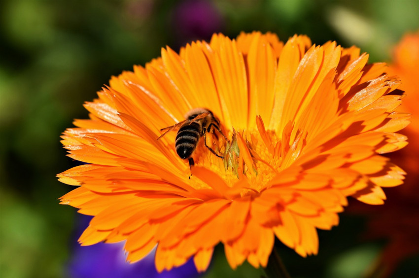 Arı sokmaları ve arı alerjisi hakkında bilinmesi gerekenler