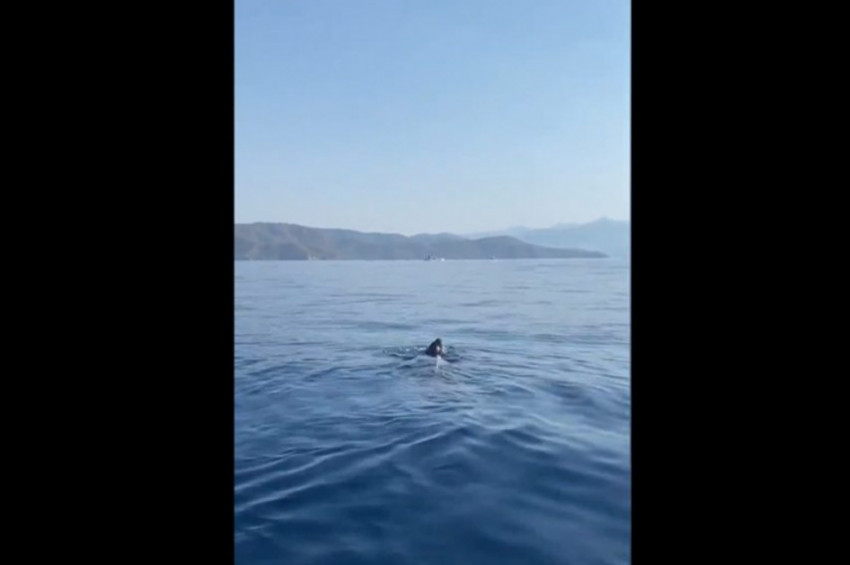 Deri sırtlı deniz kaplumbağası Türkiyede görüntülendi